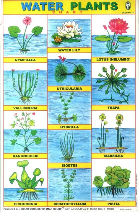 5 aquatic plants drawing